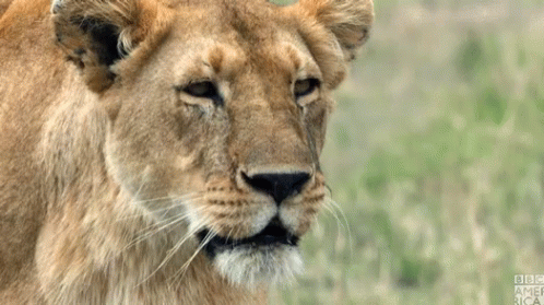 A Close Up Of A Lioness With Bbc America Written On The Bottom Right GIF