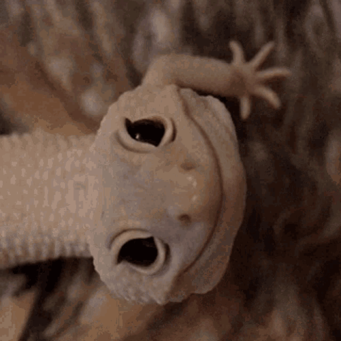 A Close Up Of A Lizard 'S Face With Its Eyes Open . GIF