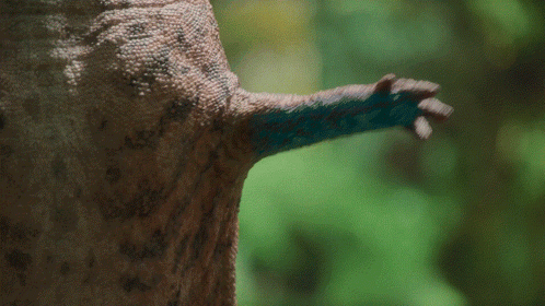 A Close Up Of A Lizard 'S Tail With Green Background GIF