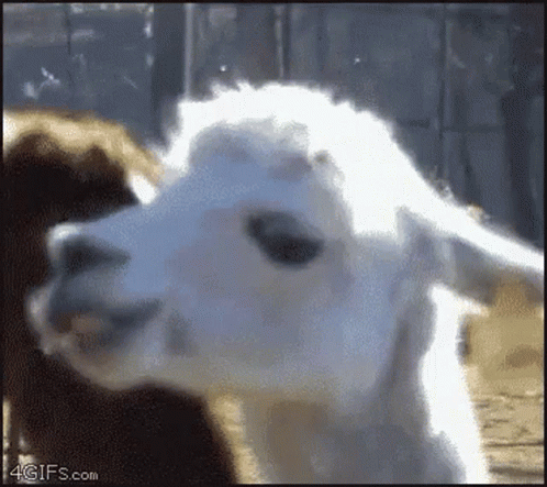 A Close Up Of A Llama 'S Face With Its Mouth Open . GIF