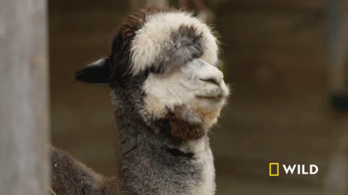 A Close Up Of A Llama With A National Geographic Wild Logo In The Corner GIF