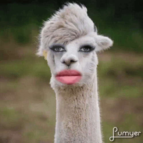 A Close Up Of A Llama With Makeup On Its Face And Plumyer Written Below It GIF