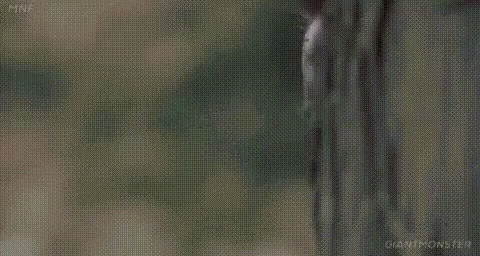 A Close Up Of A Man Peeking Out From Behind A Fence . GIF