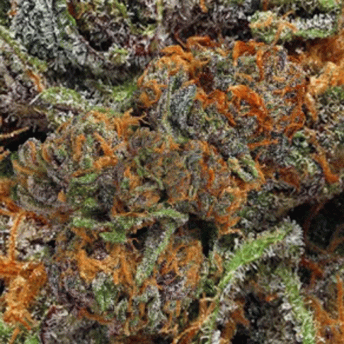 A Close Up Of A Marijuana Plant With Purple And Orange Flowers GIF