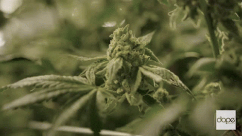 A Close Up Of A Marijuana Plant With The Word Dope On The Bottom GIF