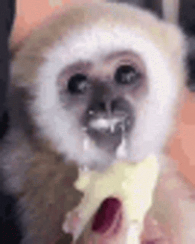A Close Up Of A Monkey Eating A Banana With A Straw In Its Mouth . GIF