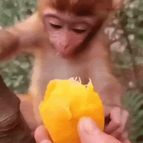 A Close Up Of A Monkey Eating A Mango GIF