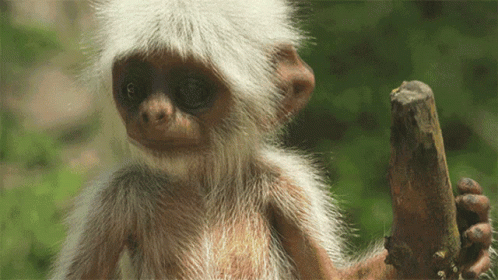A Close Up Of A Monkey Holding A Stick In Its Hand GIF