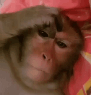 A Close Up Of A Monkey Laying On A Bed Covering Its Face With Its Hand . GIF
