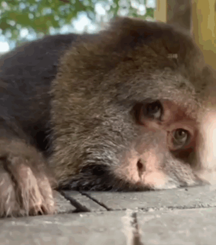A Close Up Of A Monkey Laying On A Brick Floor Looking At The Camera . GIF