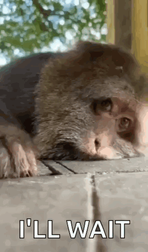 A Close Up Of A Monkey Laying On The Ground With The Words `` I 'Ll Wait '' Written Below It . GIF