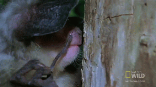 A Close Up Of A Monkey Licking A Tree Trunk With The Words National Geographic Wild Written On The Bottom GIF