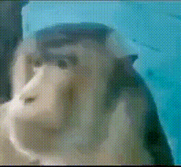 A Close Up Of A Monkey 'S Face In A Pixelated Image . GIF