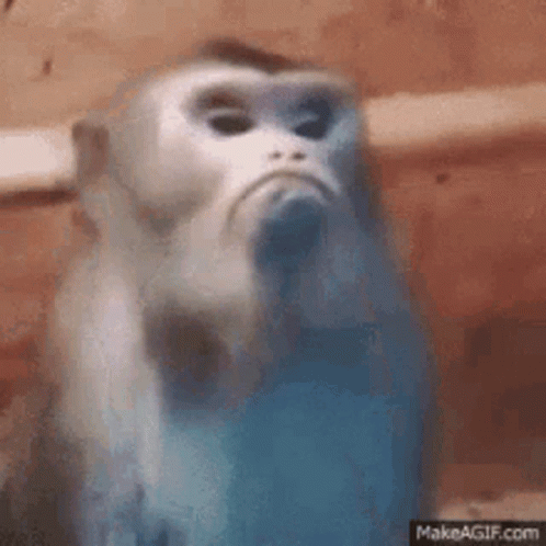 A Close Up Of A Monkey 'S Face Making A Funny Face . GIF