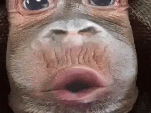 A Close Up Of A Monkey 'S Face With A Big Mouth GIF