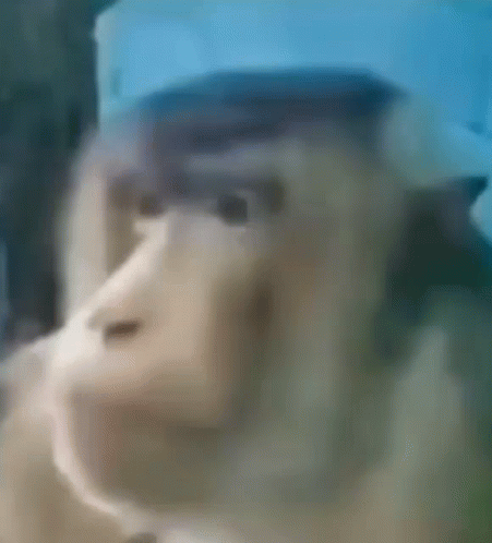 A Close Up Of A Monkey 'S Face With A Blue Background . GIF