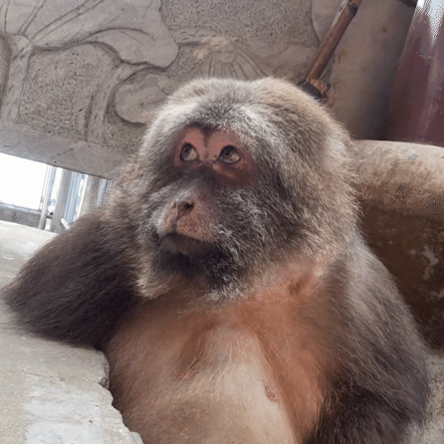 A Close Up Of A Monkey 'S Face With A Statue In The Background GIF