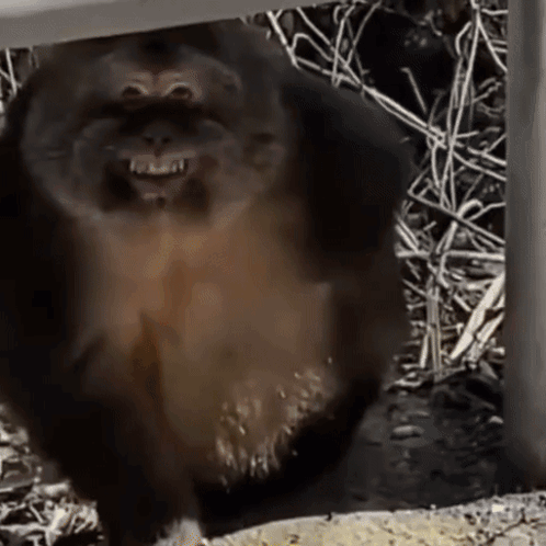 A Close Up Of A Monkey 'S Face With Its Mouth Open . GIF