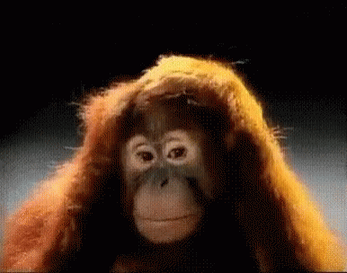 A Close Up Of A Monkey 'S Face With Orange Hair GIF