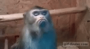 A Close Up Of A Monkey 'S Face With The Website Gif-Finder.com In The Corner GIF