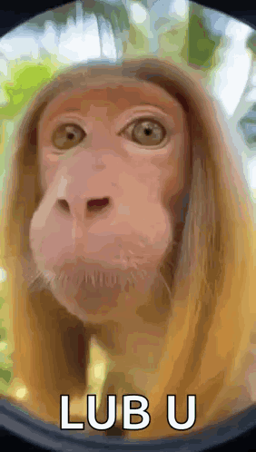 A Close Up Of A Monkey 'S Face With The Word Lub U Written Below It GIF