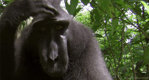 A Close Up Of A Monkey 'S Face With The Words Headlikeanorange In The Corner GIF