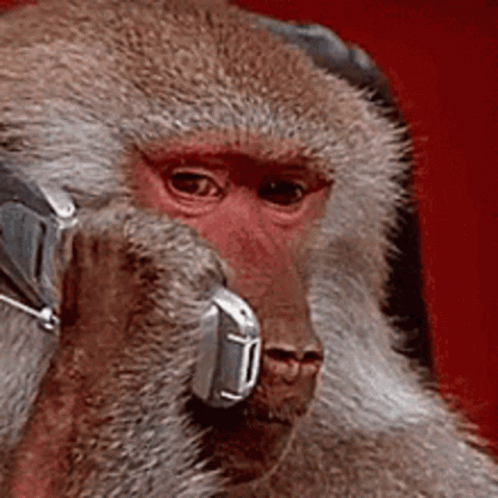 A Close Up Of A Monkey Wearing Headphones And Holding A Cell Phone GIF