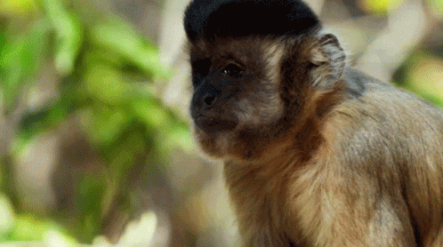 A Close Up Of A Monkey With A Black Hat On Its Head GIF