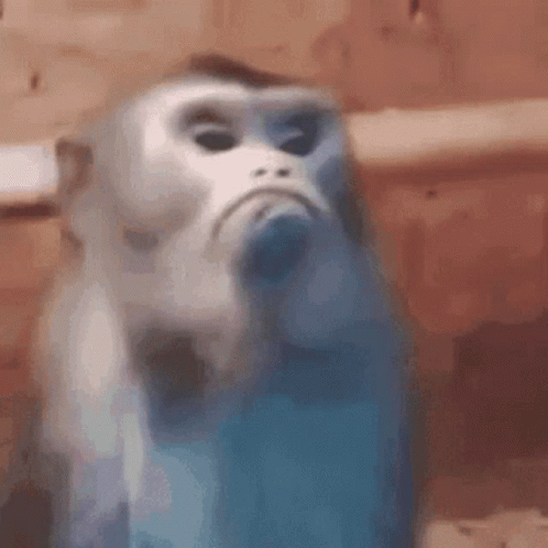 A Close Up Of A Monkey With A Sad Face . GIF