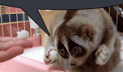 A Close Up Of A Monkey With A Speech Bubble Behind It GIF
