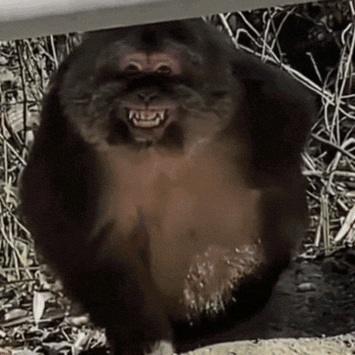 A Close Up Of A Monkey With Its Mouth Open And Teeth Visible GIF