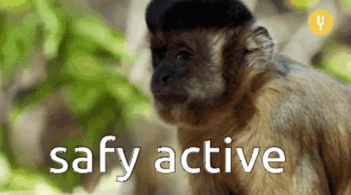 A Close Up Of A Monkey With The Words Safy Active Written Below It GIF