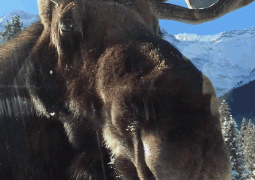 A Close Up Of A Moose 'S Face With Snow Covered Mountains In The Background GIF