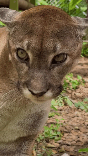 A Close Up Of A Mountain Lion 'S Face With Green Eyes GIF