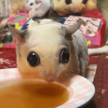 A Close Up Of A Mouse Eating From A Bowl GIF