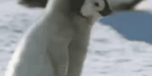 A Close Up Of A Penguin Standing On A Snowy Surface . GIF
