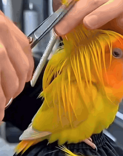 a close up of a person cutting a yellow bird 's feathers