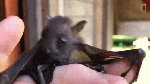 A Close Up Of A Person Holding A Bat With The National Geographic Logo In The Background GIF