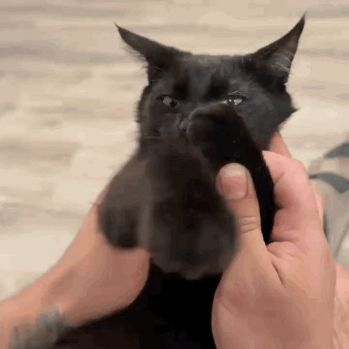 A Close Up Of A Person Holding A Black Cat 'S Paw . GIF