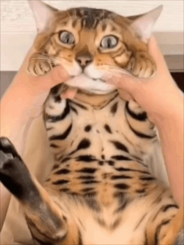A Close Up Of A Person Holding A Cat 'S Face GIF