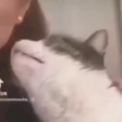 A Close Up Of A Person Holding A Cat 'S Head . GIF