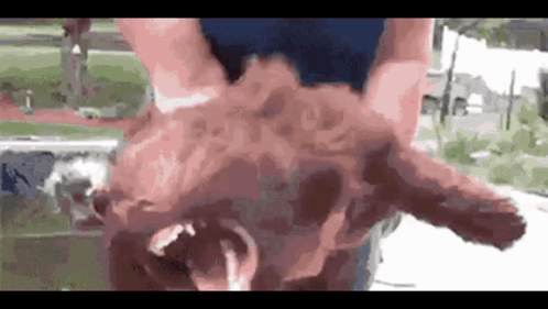 A Close Up Of A Person Holding A Dog 'S Head With Its Mouth Open . GIF
