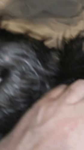 A Close Up Of A Person Holding A Dog 'S Tail GIF