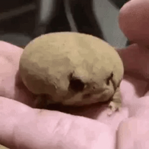 A Close Up Of A Person Holding A Frog In Their Hand . GIF