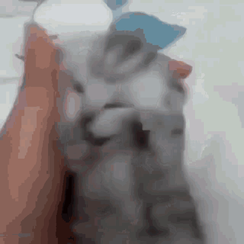 A Close Up Of A Person Holding A Grey Cat GIF