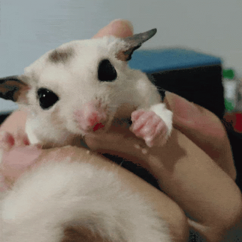 A Close Up Of A Person Holding A Hamster GIF