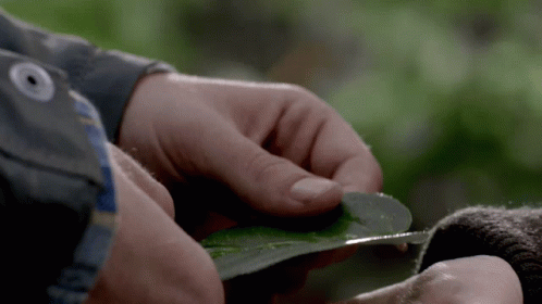Close Up Of Person Holding Leaf With Button GIF