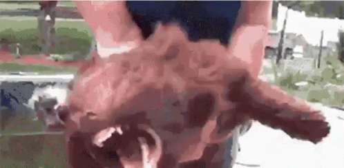 A Close Up Of A Person Holding A Pig 'S Head . GIF