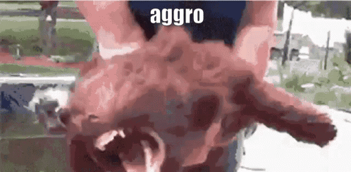 A Close Up Of A Person Holding A Pig With The Word Aggro Written On The Bottom . GIF