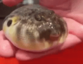 A Close Up Of A Person Holding A Puffer Fish In Their Hands . GIF